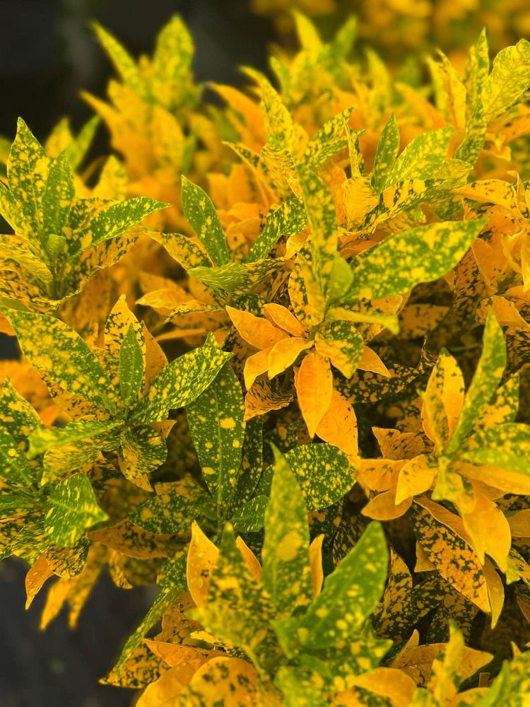 codiaeum-variegatum-gold-dust-croton