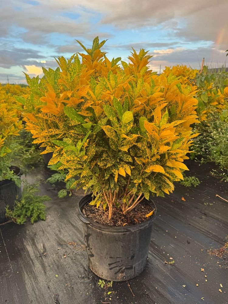 codiaeum-variegatum-gold-dust-croton