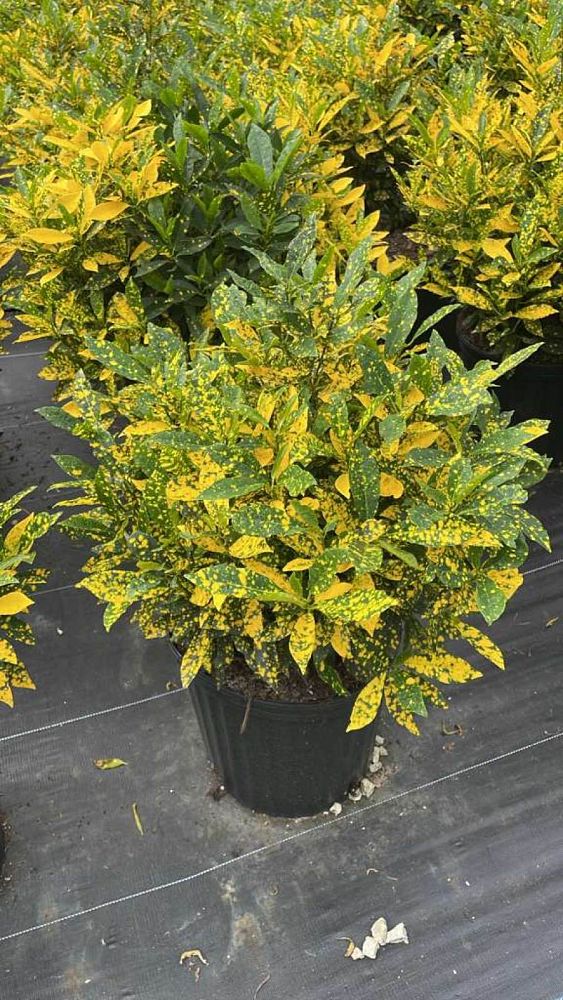 codiaeum-variegatum-gold-dust-croton