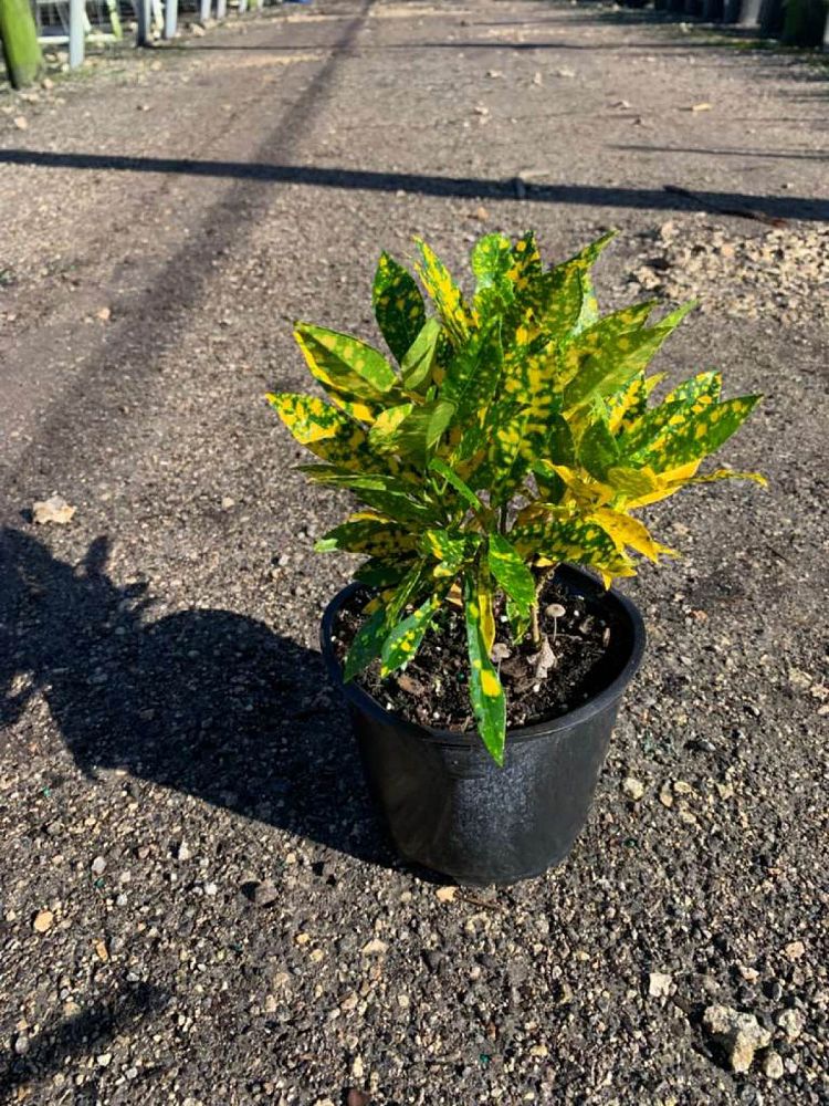 codiaeum-variegatum-gold-dust-croton