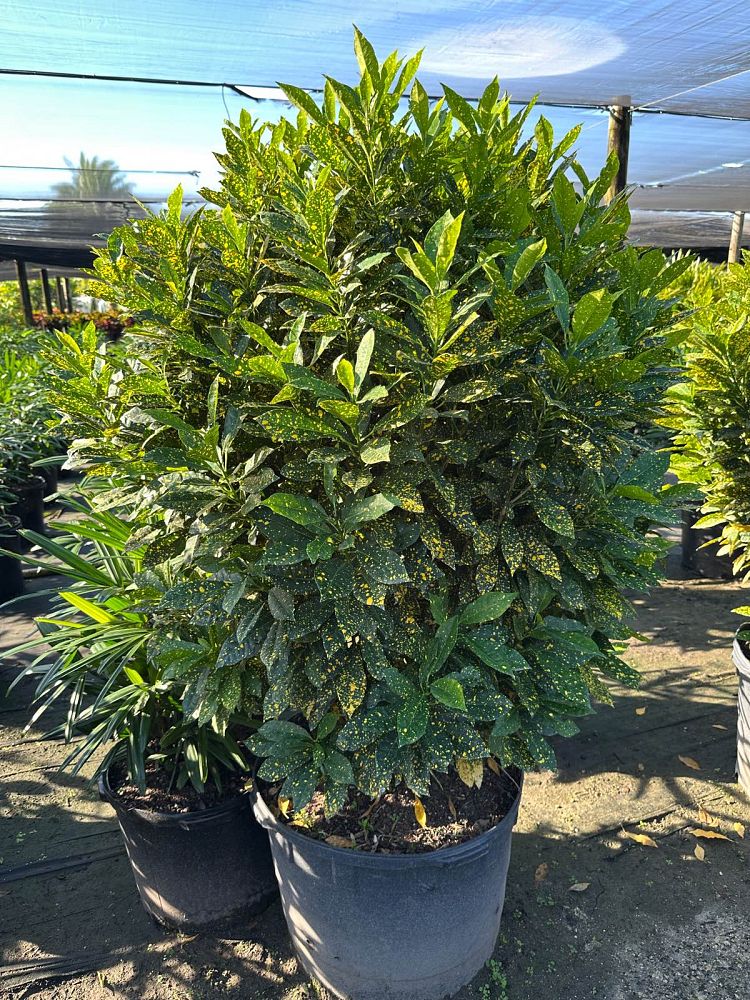codiaeum-variegatum-gold-dust-croton