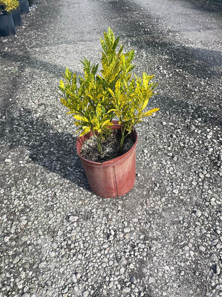 codiaeum-variegatum-gold-dust-croton