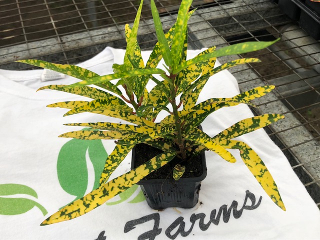 codiaeum-variegatum-gold-star-croton