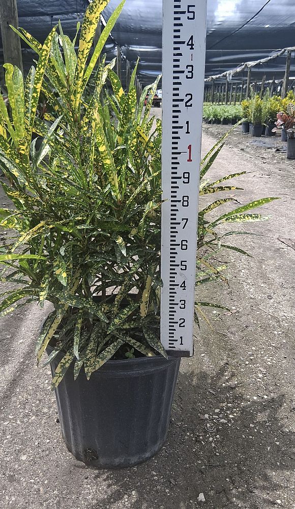 codiaeum-variegatum-gold-star-croton
