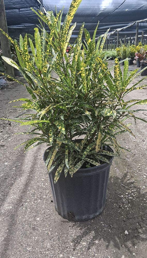 codiaeum-variegatum-gold-star-croton