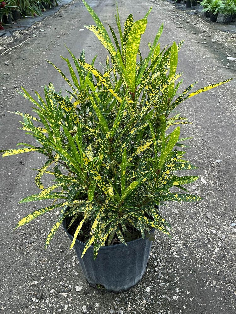 codiaeum-variegatum-gold-star-croton