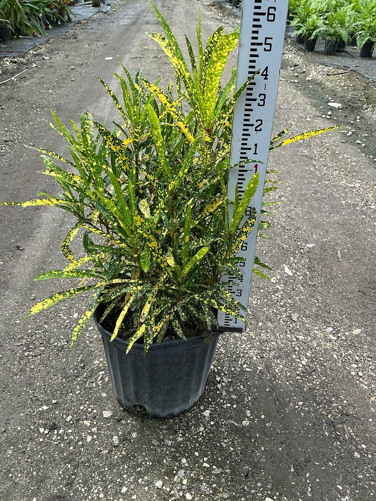 codiaeum-variegatum-gold-star-croton