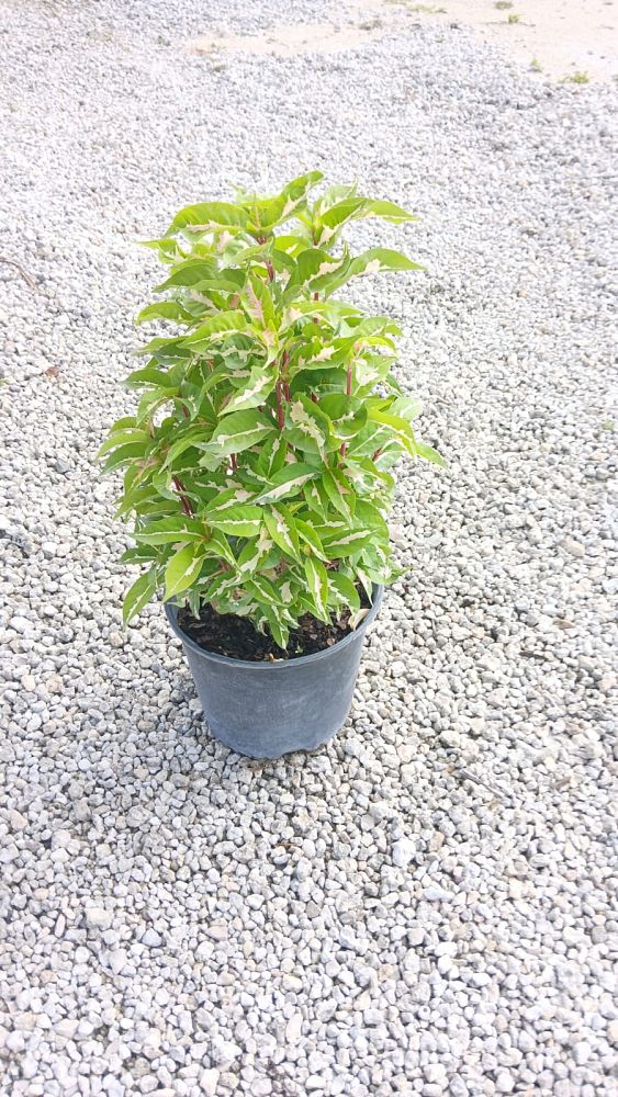 codiaeum-variegatum-green-batik-croton