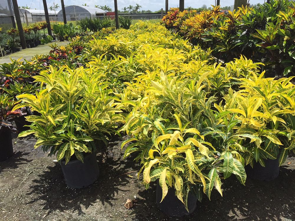 codiaeum-variegatum-harvest-moon-croton