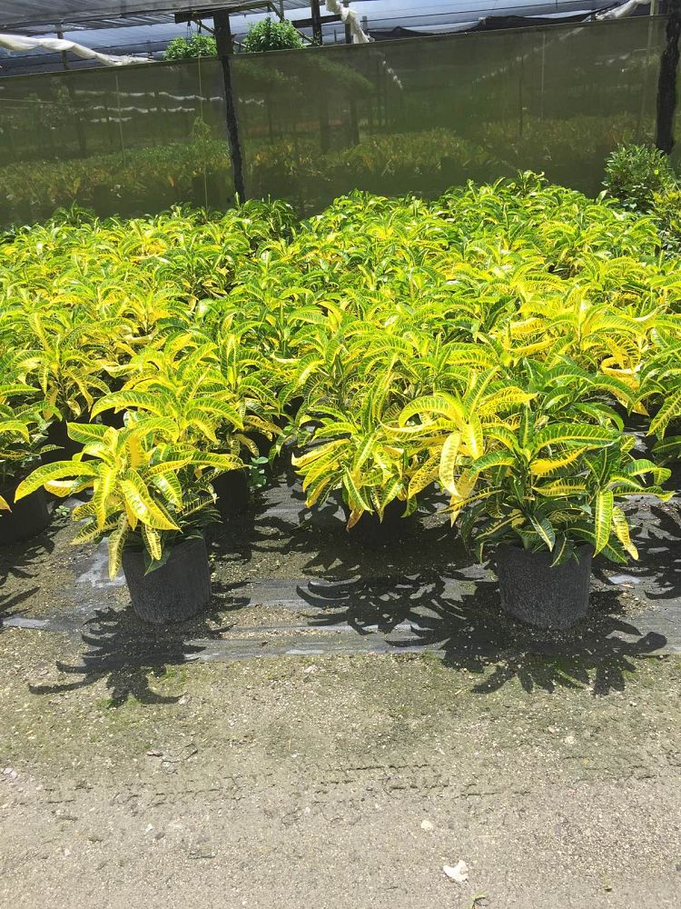 codiaeum-variegatum-harvest-moon-croton
