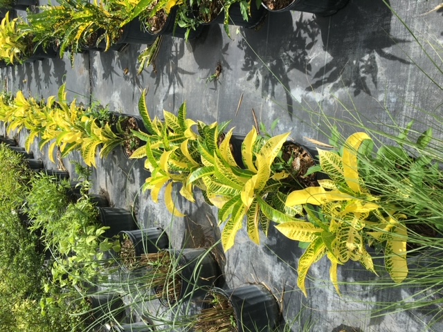 codiaeum-variegatum-harvest-moon-croton