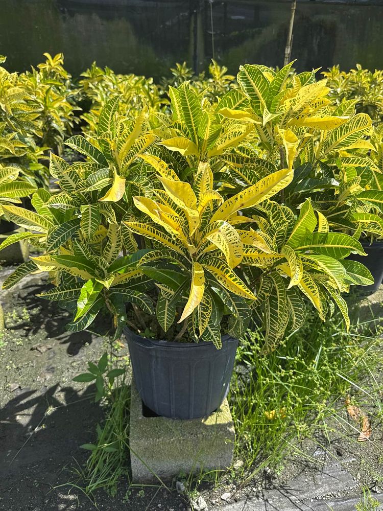 codiaeum-variegatum-harvest-moon-croton