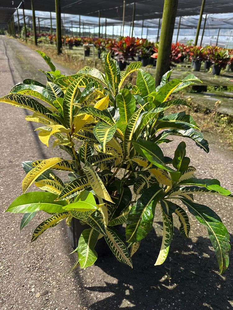 codiaeum-variegatum-harvest-moon-croton