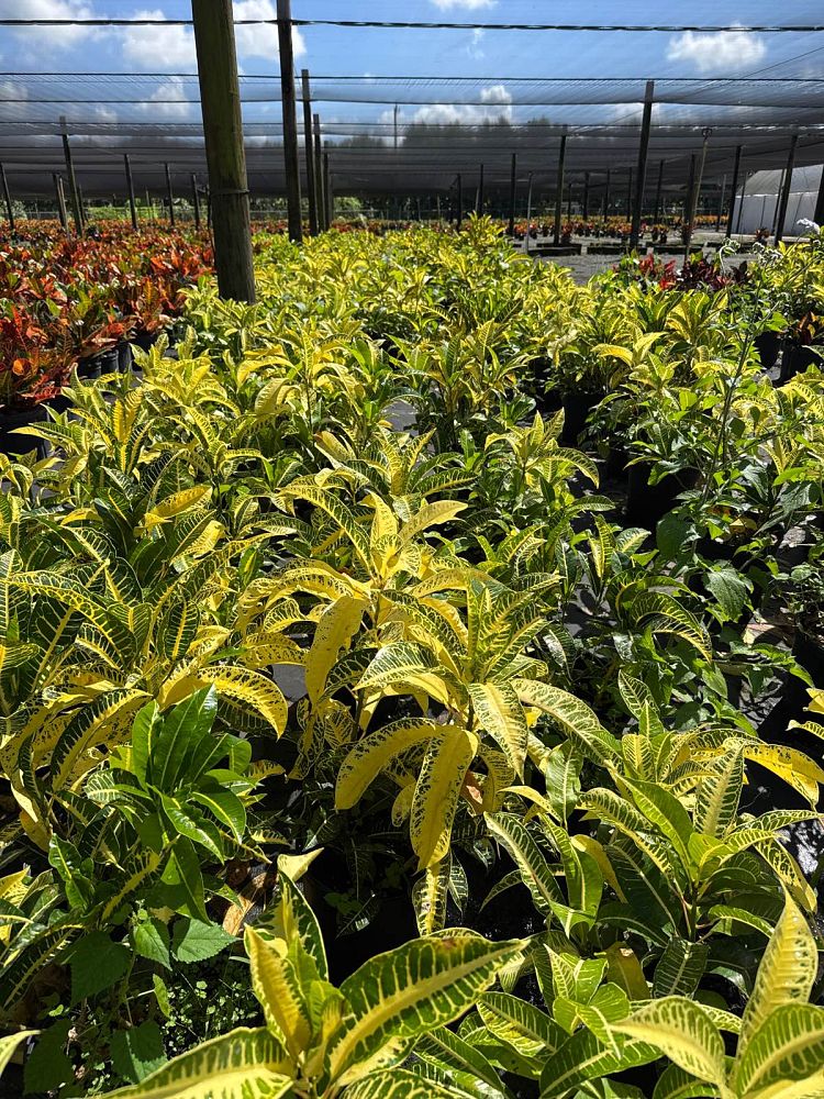 codiaeum-variegatum-harvest-moon-croton