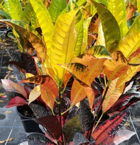 codiaeum-variegatum-icetone-croton