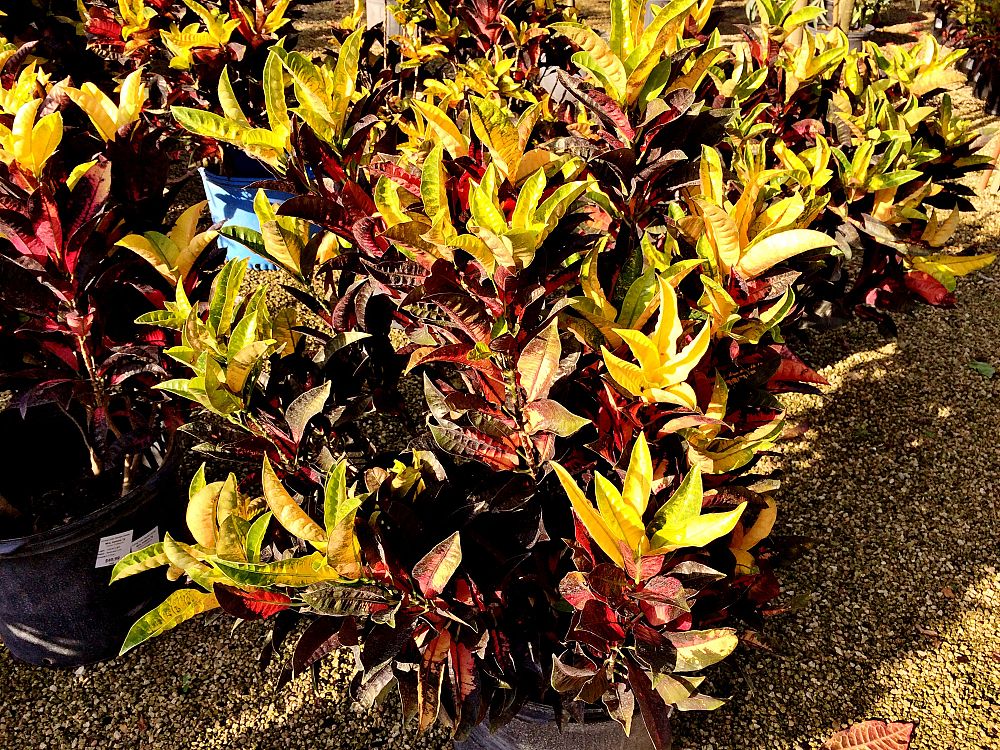 codiaeum-variegatum-icetone-croton