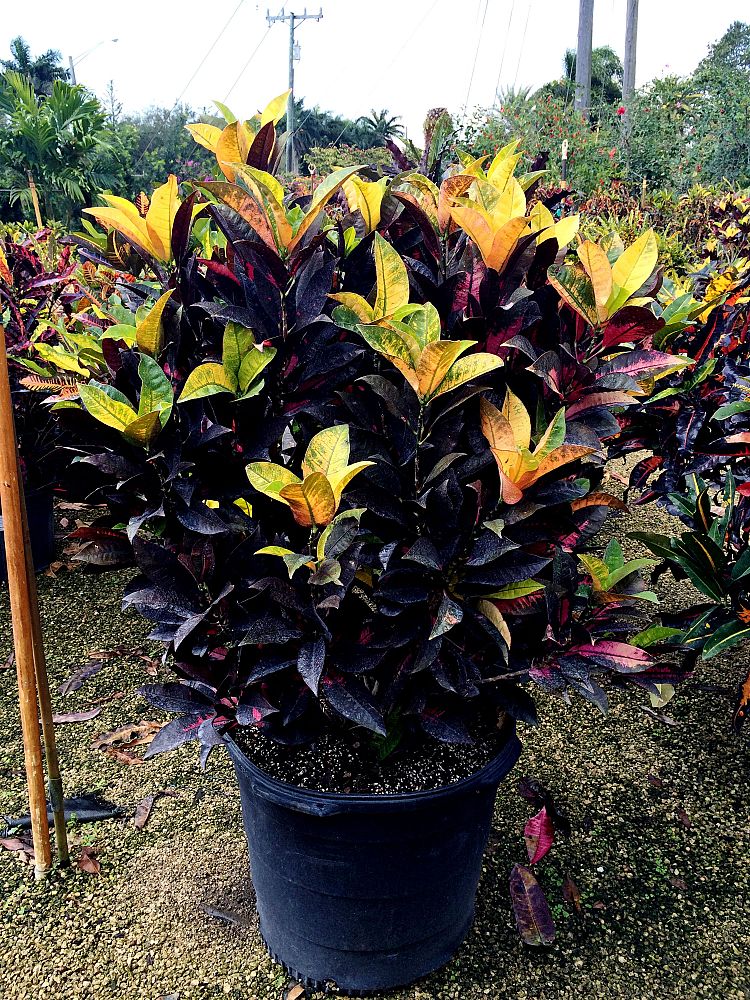 codiaeum-variegatum-icetone-croton