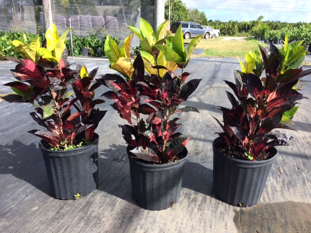 codiaeum-variegatum-icetone-croton