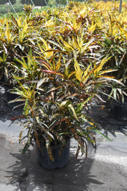 codiaeum-variegatum-icetone-croton