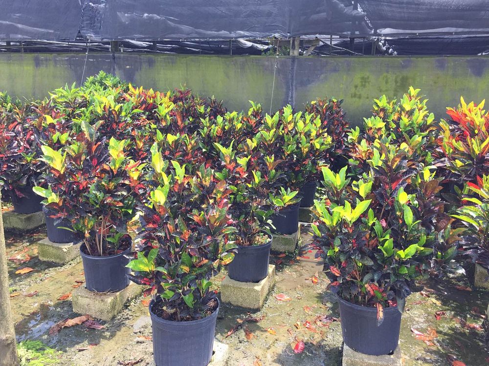 codiaeum-variegatum-icetone-croton