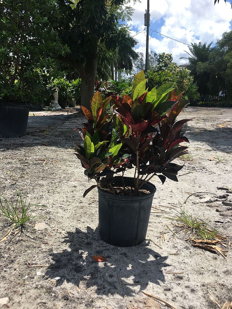 codiaeum-variegatum-icetone-croton
