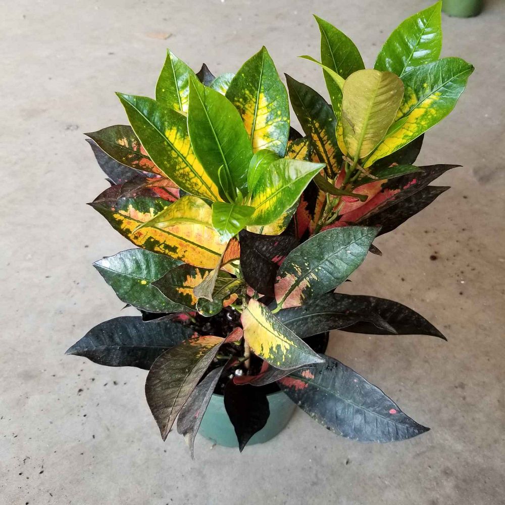 codiaeum-variegatum-icetone-croton