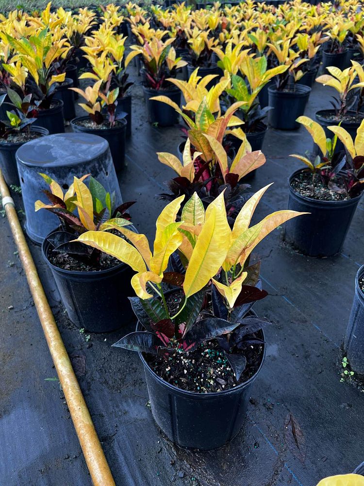 codiaeum-variegatum-icetone-croton