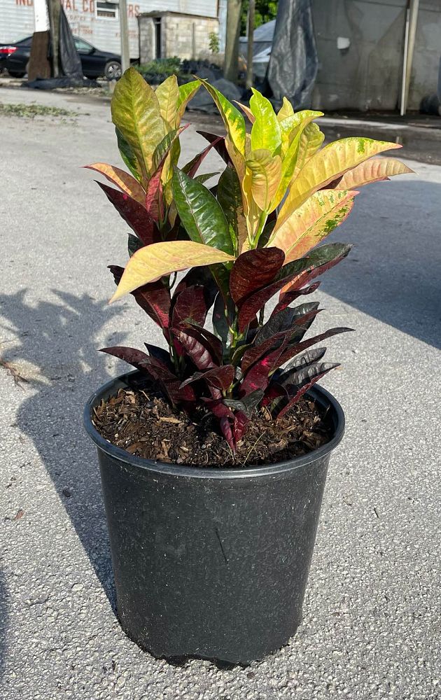 codiaeum-variegatum-icetone-croton