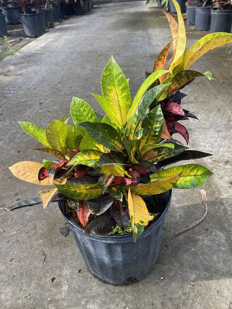 codiaeum-variegatum-icetone-croton