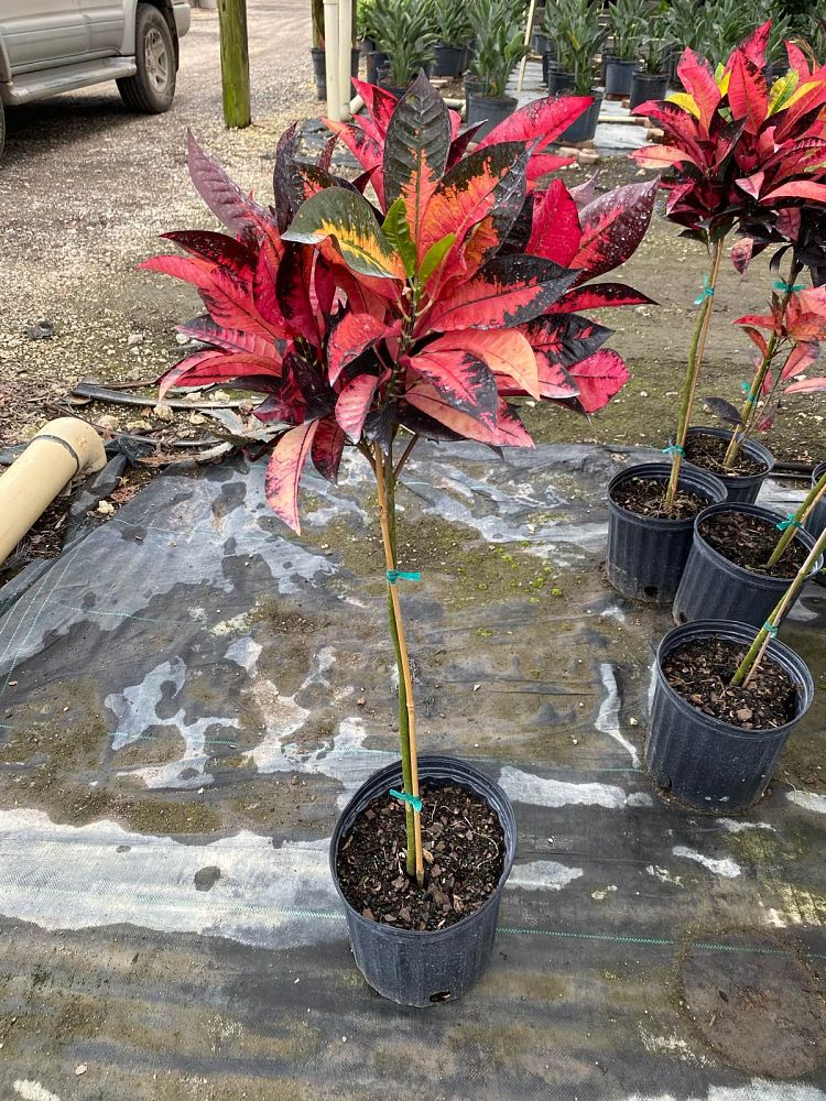 codiaeum-variegatum-icetone-croton