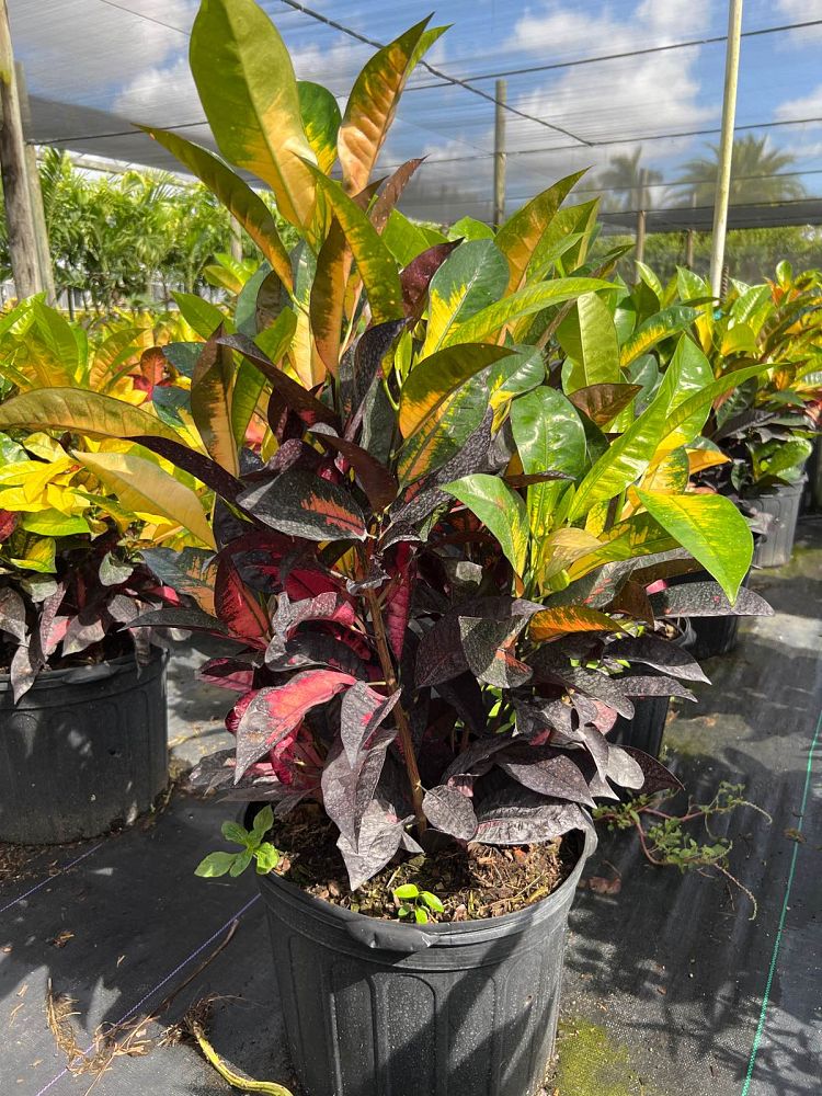 codiaeum-variegatum-icetone-croton