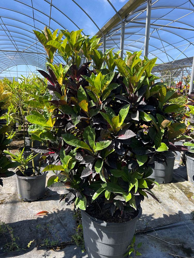 codiaeum-variegatum-icetone-croton