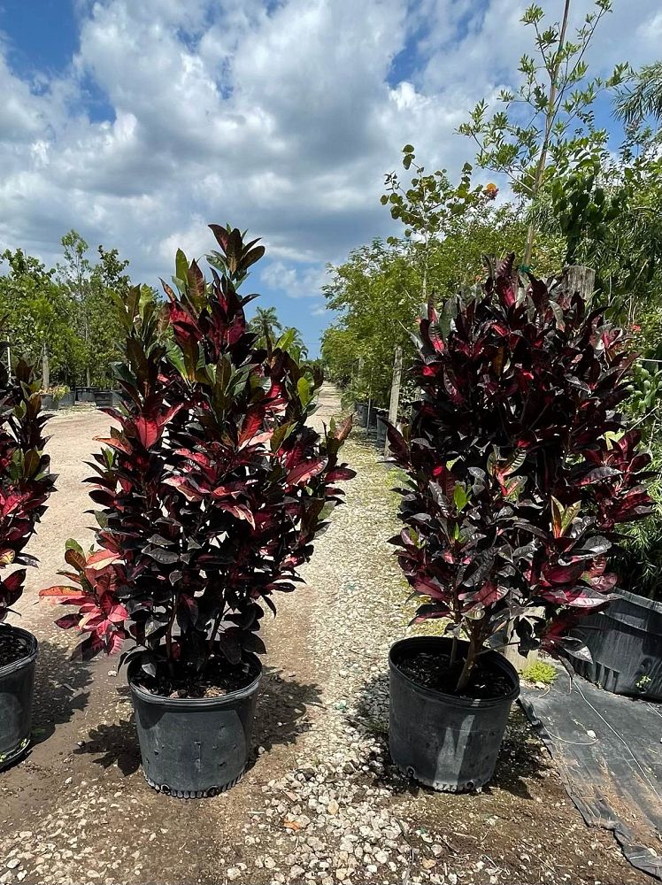 codiaeum-variegatum-icetone-croton