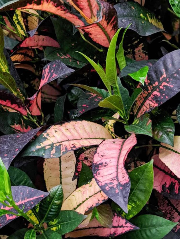 codiaeum-variegatum-icetone-croton