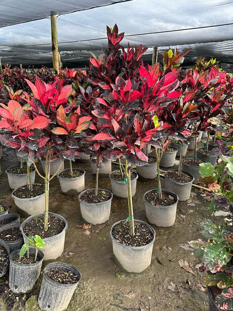 codiaeum-variegatum-icetone-croton