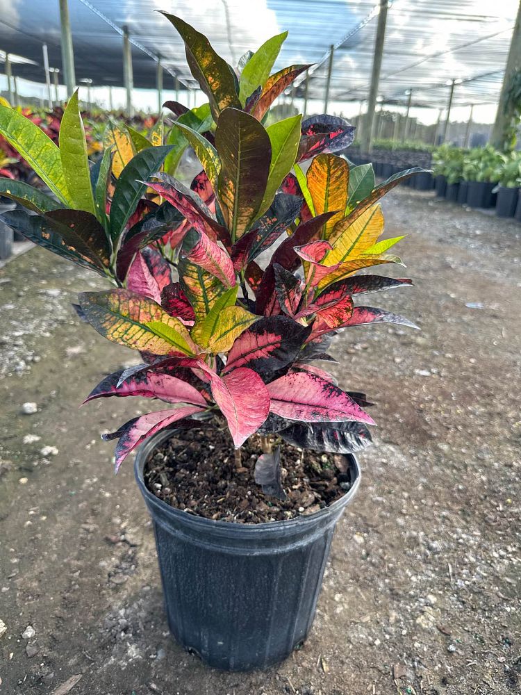 codiaeum-variegatum-icetone-croton
