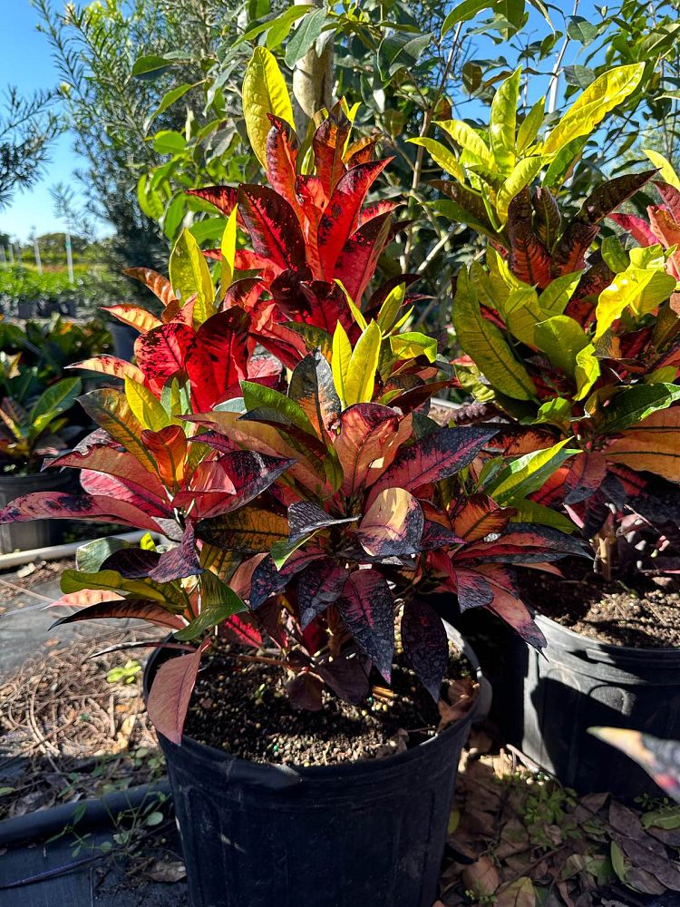 codiaeum-variegatum-icetone-croton