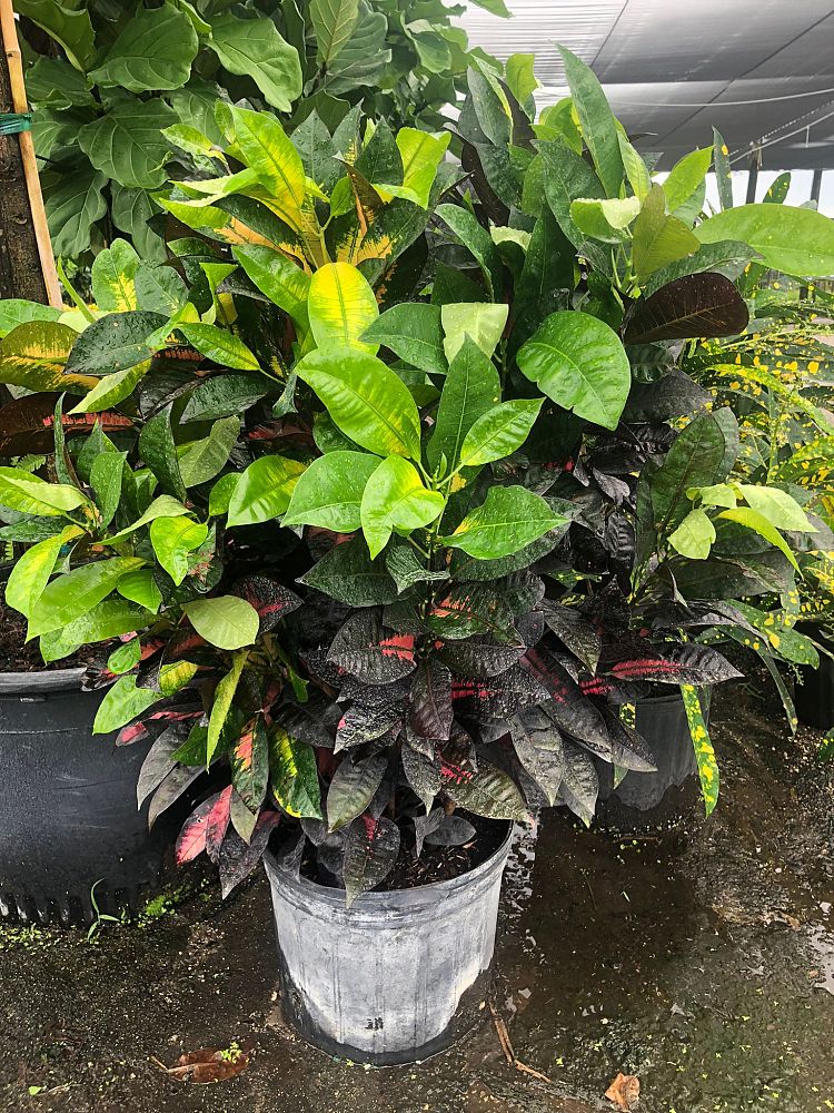 codiaeum-variegatum-icetone-croton