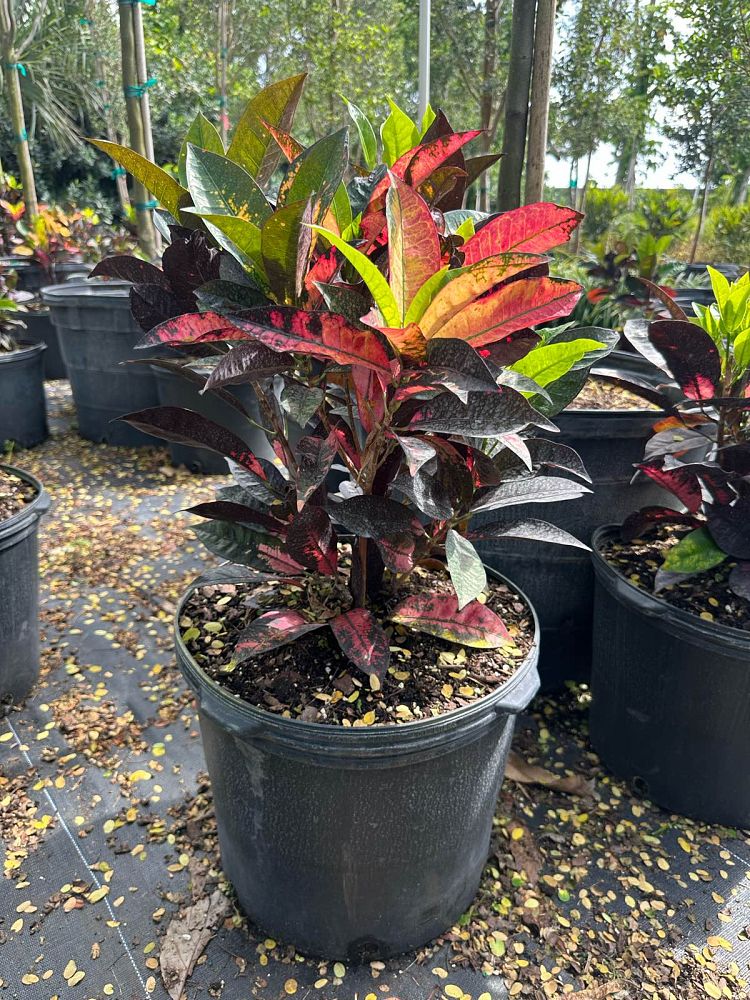 codiaeum-variegatum-icetone-croton