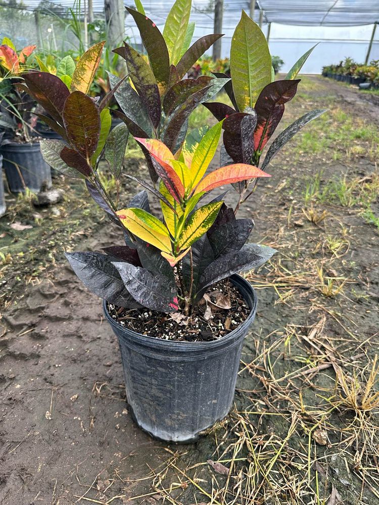codiaeum-variegatum-icetone-croton