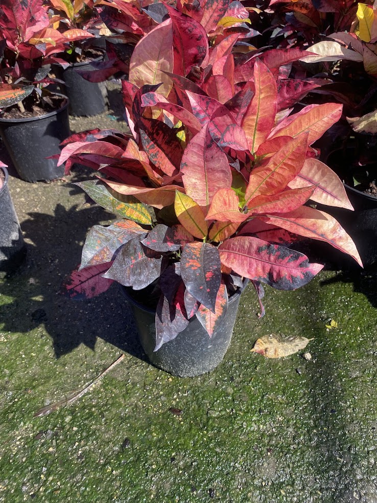 codiaeum-variegatum-icetone-croton