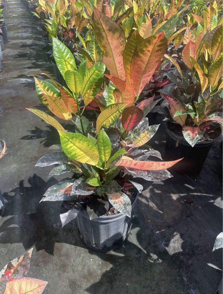 codiaeum-variegatum-icetone-croton