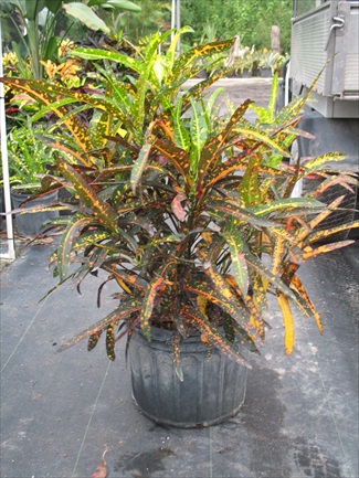 Reed&#039;s Weeds &amp; Flower Farm | plantANT.com