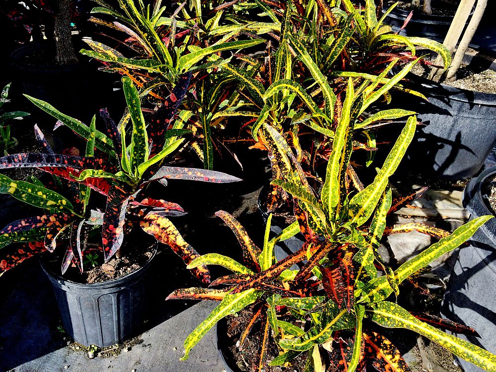 codiaeum-variegatum-johanna-coppinger-croton
