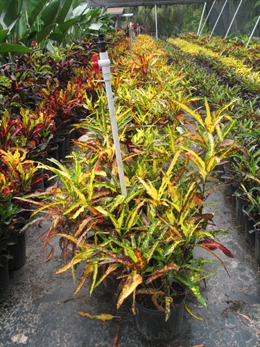 codiaeum-variegatum-johanna-coppinger-croton