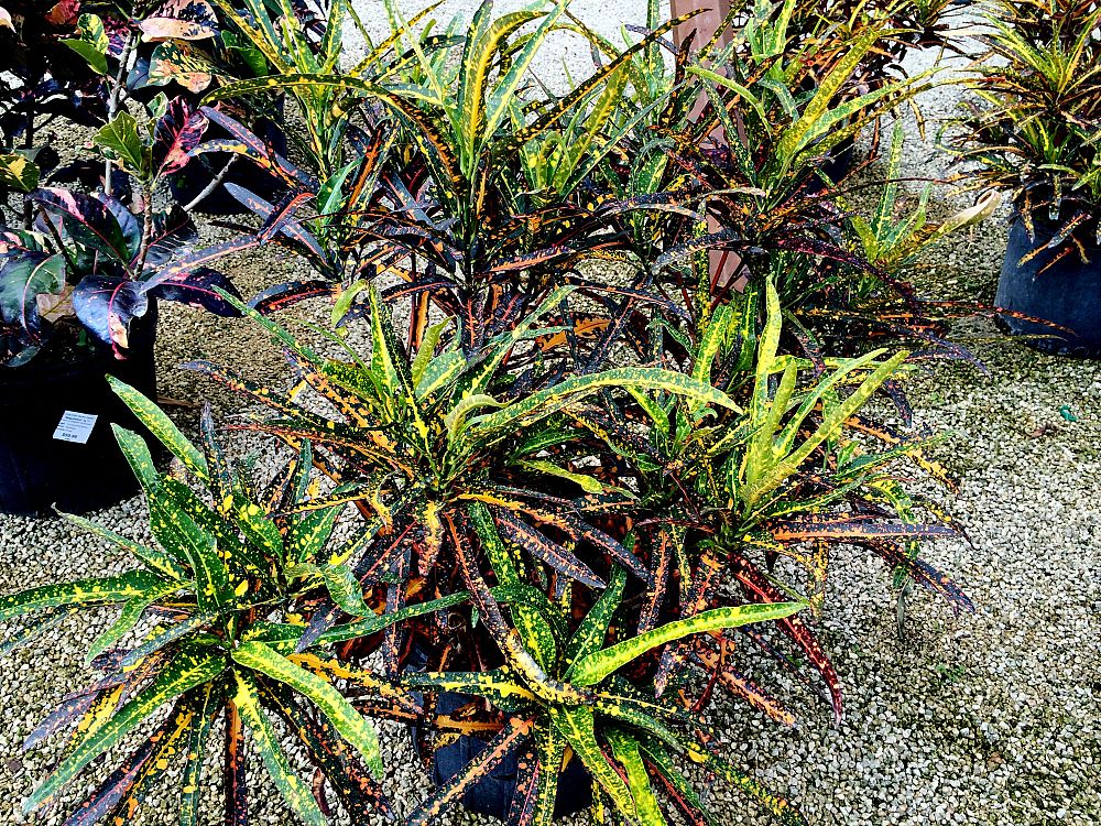 codiaeum-variegatum-johanna-coppinger-croton