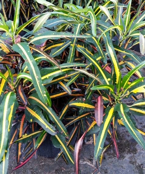 codiaeum-variegatum-johanna-coppinger-croton