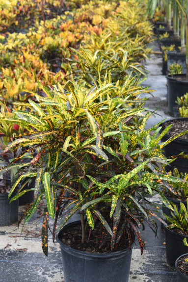 codiaeum-variegatum-johanna-coppinger-croton