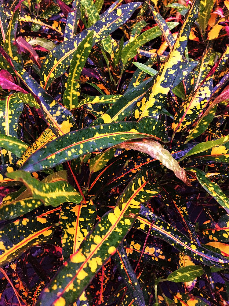 codiaeum-variegatum-johanna-coppinger-croton