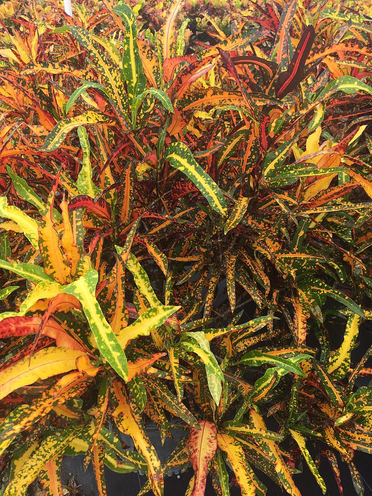 codiaeum-variegatum-johanna-coppinger-croton